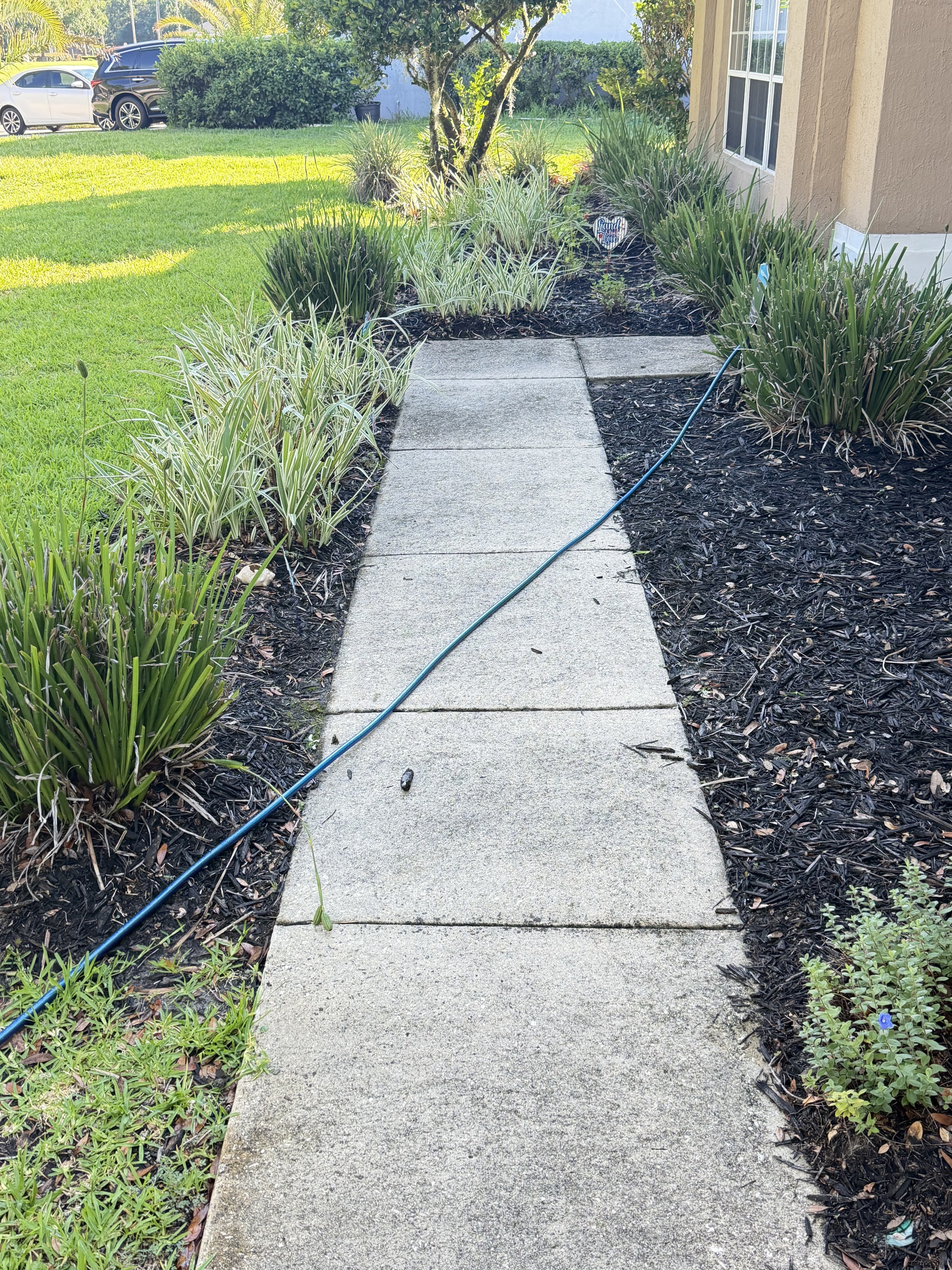 Front garden with black mulch beds, ornamental grasses and concrete walkway to house.